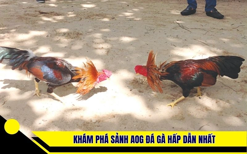 Khám phá sảnh AOG đá gà hấp dẫn nhất