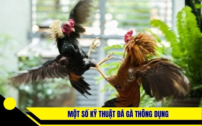 Một số kỹ thuật đá gà thông dụng