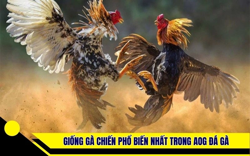 Những giống gà chiến phổ biến nhất