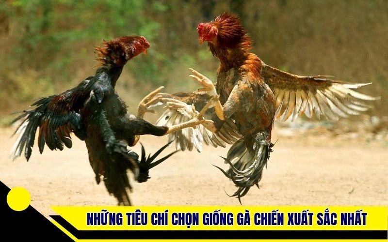 Những tiêu chí chọn giống gà chiến xuất sắc nhất