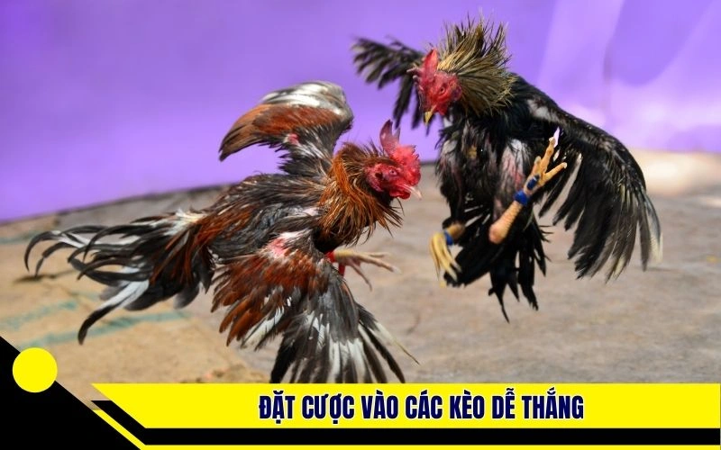 Đặt cược vào các kèo dễ thắng