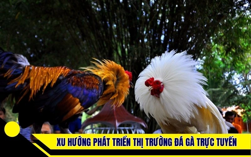 Xu hướng phát triển thị trường đá gà trực tuyến